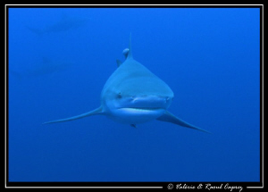 Face to face with the Bull shark in Protea Banks. by Raoul Caprez 